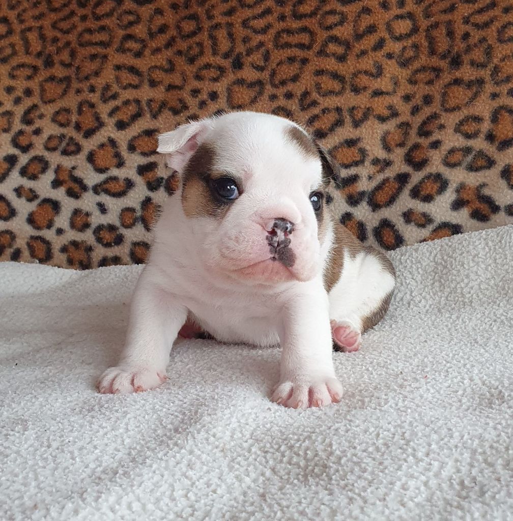 Bull Du Domaine De Nodrenge - Chiots disponibles - Bulldog Anglais