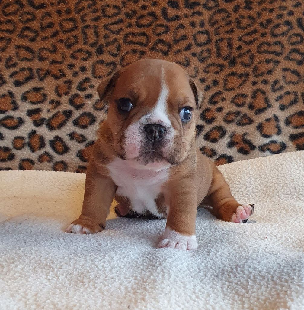 Bull Du Domaine De Nodrenge - Chiots disponibles - Bulldog Anglais