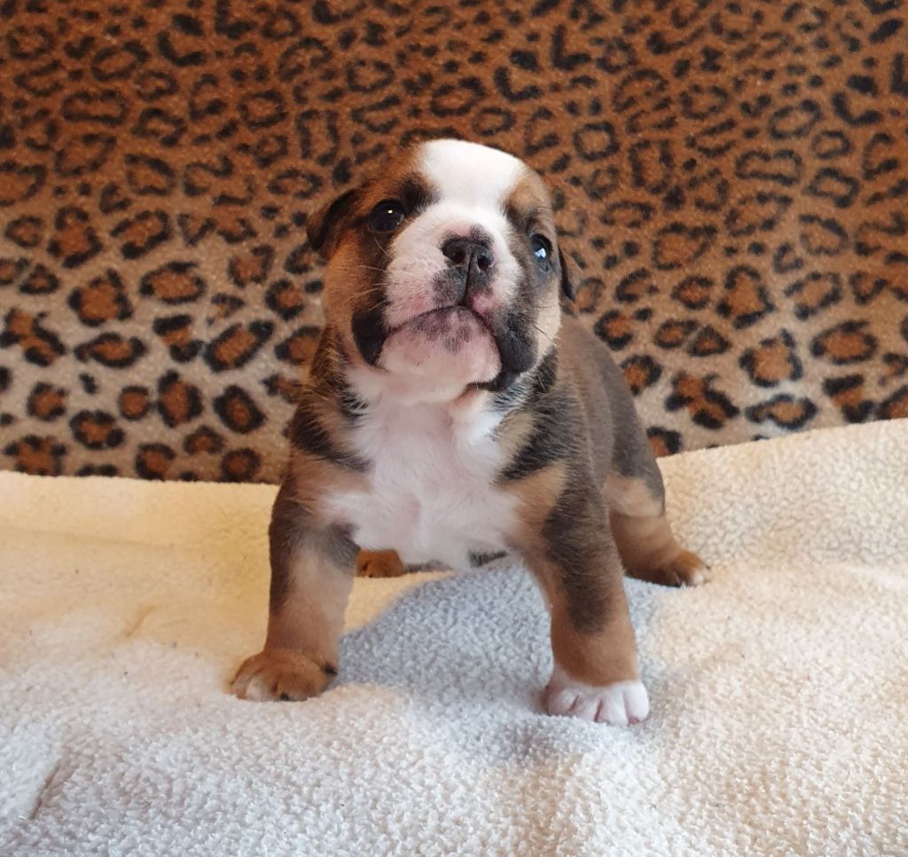 Bull Du Domaine De Nodrenge - Chiots disponibles - Bulldog Anglais