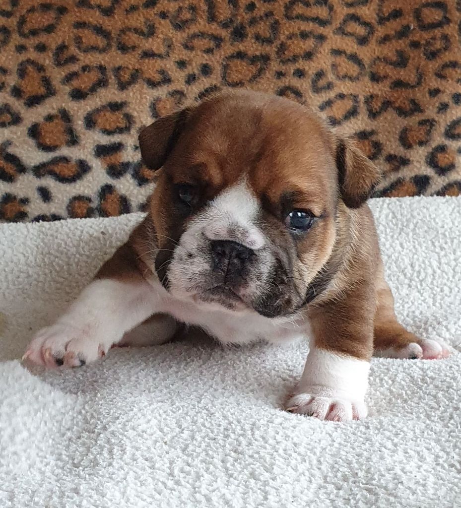 Bull Du Domaine De Nodrenge - Chiots disponibles - Bulldog Anglais